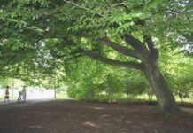 Emergenza caldo – Coldiretti: “Più verde urbano per ridurre le temperature e migliorare la vita nelle città