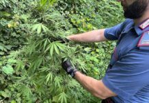 Scoperta piantagione di marijuana – 5 misure cautelari
