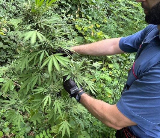 Scoperta piantagione di marijuana – 5 misure cautelari