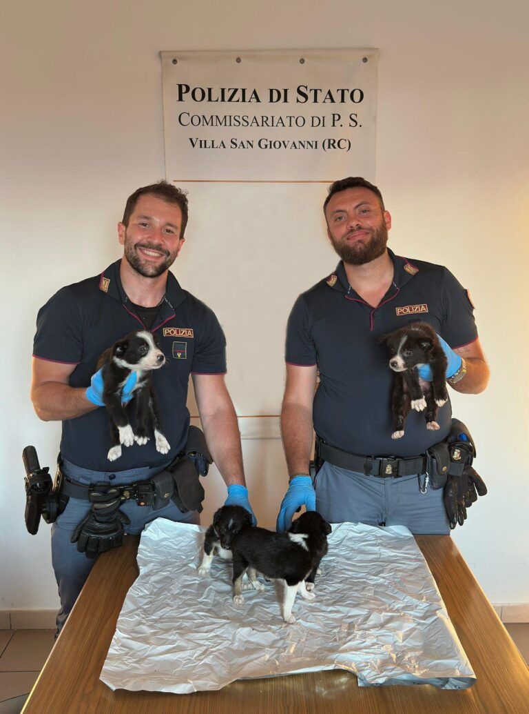 Traffico illecito di animali – denunciate due persone
