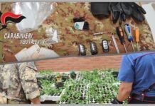 Donna sorpresa a cedere cocaina e piantagione di marijuana scoperta – due operazioni dei carabinieri
