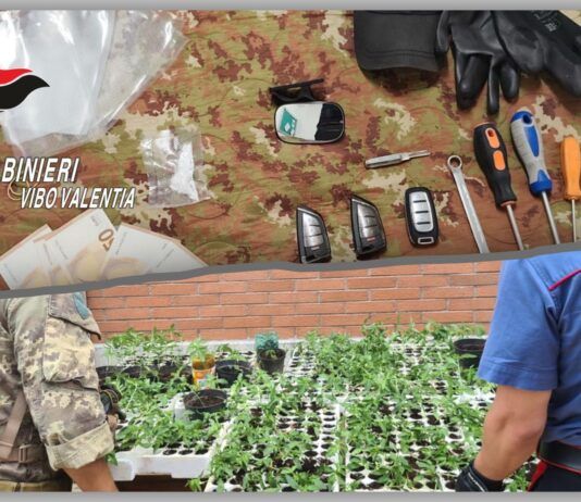 Donna sorpresa a cedere cocaina e piantagione di marijuana scoperta – due operazioni dei carabinieri