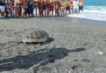 Luciana torna a casa: liberata ad Amantea tartaruga marina Caretta Caretta, esempio di rinascita e tutela ambientale