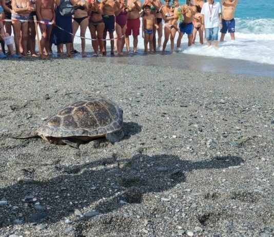 Luciana torna a casa: liberata ad Amantea tartaruga marina Caretta Caretta, esempio di rinascita e tutela ambientale