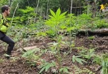 Scoperte 4 piantagioni di marijuana – sequestrate 1350 piante