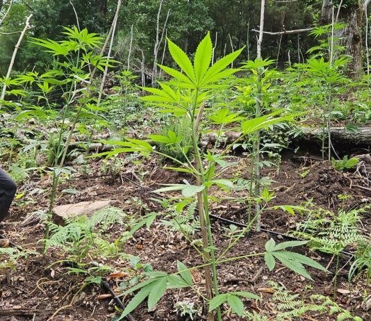 Scoperte 4 piantagioni di marijuana – sequestrate 1350 piante