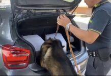 Fermato in autostrada con 8 kg di marijuana – arrestato