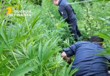 Maxi sequestro di marijuana – scoperte oltre 11 mila piante: un arresto