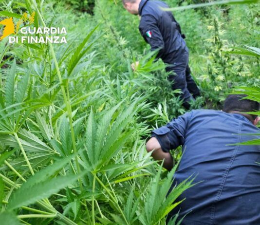 Maxi sequestro di marijuana – scoperte oltre 11 mila piante: un arresto