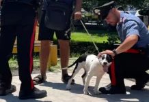 Ruba cane ad un ragazzo e chiede denaro per la restituzione: arrestato