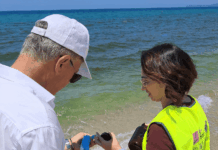 ARPACAL, acque di Colamaio a Pizzo: microalghe naturali senza pericoli per la salute ARPACAL mare