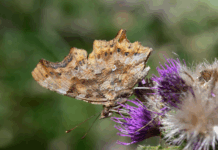 Aspromonte, il regno della biodiversità: la Società Entomologica Italiana tra insetti rari e paesaggi selvaggi Entomologia Farfalla Apromonte