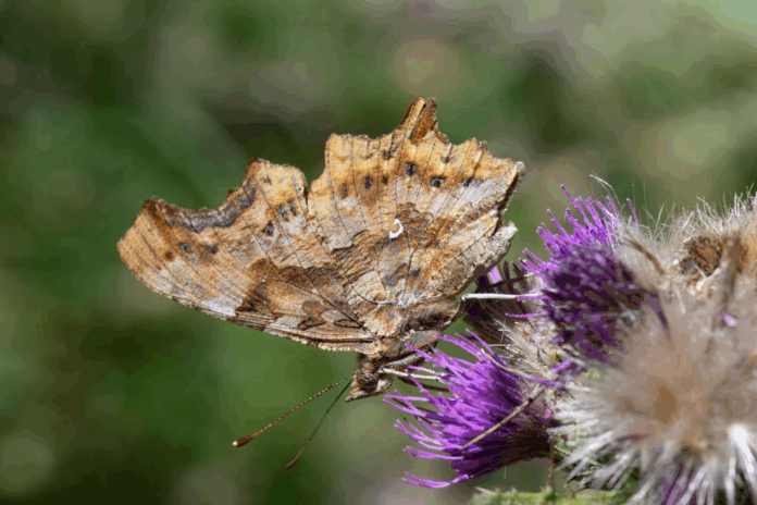Entomologia Farfalla Apromonte