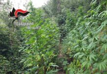 Scoperta piantagione di canapa indiana – 150 piante sequestrate dai Carabinieri Carabinieri Vibo Valentia - Sequestro Canapa Indiana