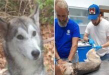 Cane lanciato da un viadotto – salvato Cane salvato