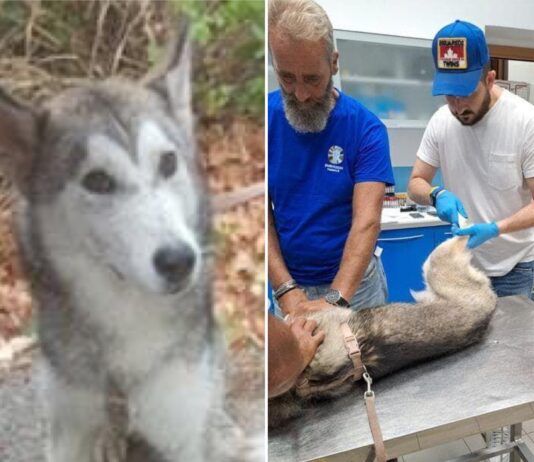 Cane lanciato da un viadotto – salvato Cane salvato