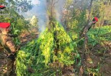 Maxi piantagione di marijuana scoperta nelle campagne: oltre duemila piante sequestrate dai carabinieri Carabinieri Reggio Calabria - Distruzione piante di Canapa Indiana