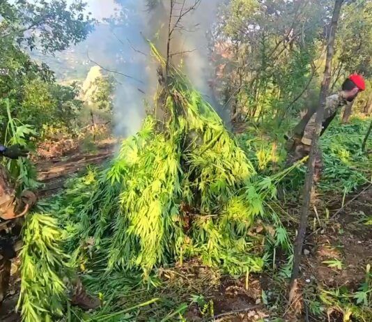 Maxi piantagione di marijuana scoperta nelle campagne: oltre duemila piante sequestrate dai carabinieri Carabinieri Reggio Calabria - Distruzione piante di Canapa Indiana