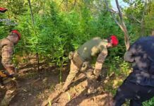 Scoperta e sequestrata piantagione di marijuana. Un arresto in flagranza Carabinieri Reggio Calabria - Piantagione Marijuana