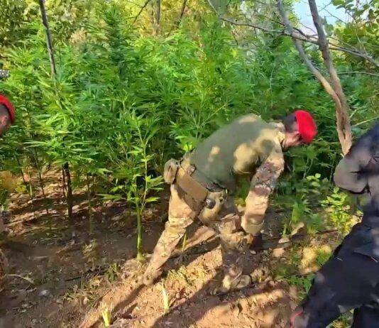 Scoperta e sequestrata piantagione di marijuana. Un arresto in flagranza Carabinieri Reggio Calabria - Piantagione Marijuana