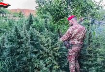 Scoperta maxi piantagione di marijuana e un arsenale illegale