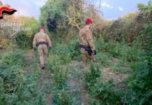 Scoperta a Nicotera piantagione di marijuana con oltre duemila piante: due arresti