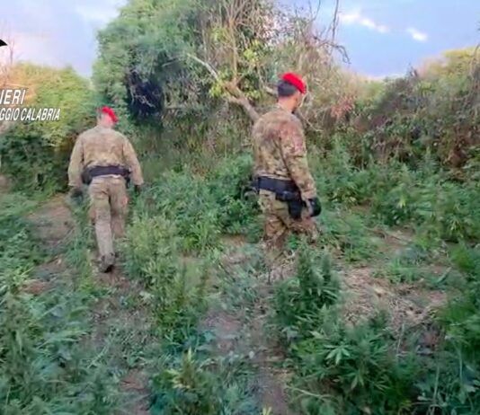 Scoperta a Nicotera piantagione di marijuana con oltre duemila piante: due arresti