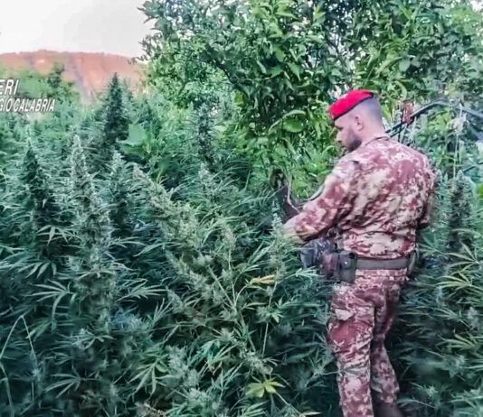 Scoperta maxi piantagione di marijuana e un arsenale illegale