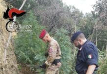 Maxi piantagione nascosta tra i boschi:una persona arrestata