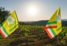 Il Vigneto Calabria brinda a una vendemmia promettente: tra + 10 e 15 % di produzione e qualità in ascesa