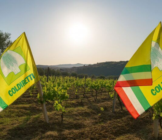 Il Vigneto Calabria brinda a una vendemmia promettente: tra + 10 e 15 % di produzione e qualità in ascesa