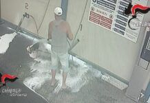 Lava il cane in un autolavaggio – denunciato 57enne Carabinieri Biella - Cane autolavaggio