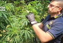 Individuata e sequestrata piantagione di marijuana