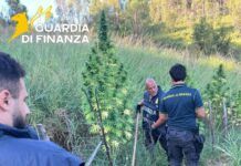 Scoperta e sequestrata piantagione di marijuana Guardia di Finanza - Marijuana - Canapa indiana
