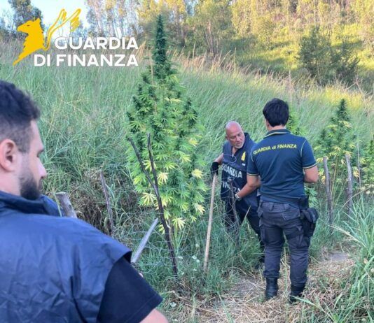 Scoperta e sequestrata piantagione di marijuana Guardia di Finanza - Marijuana - Canapa indiana