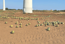 Crotone, angurie distrutte nei campi: “Meglio frangizollarle che raccoglierle” Coldiretti Crotone Angurie