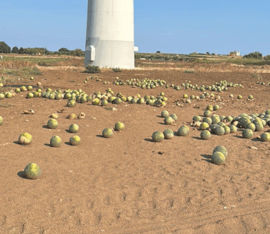 Crotone, angurie distrutte nei campi: “Meglio frangizollarle che raccoglierle” Coldiretti Crotone Angurie