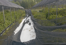 Grandinata sul Reventino, distrutti 40 ettari di colture: Coldiretti accanto agli agricoltori – VIDEO Grandine su Colture