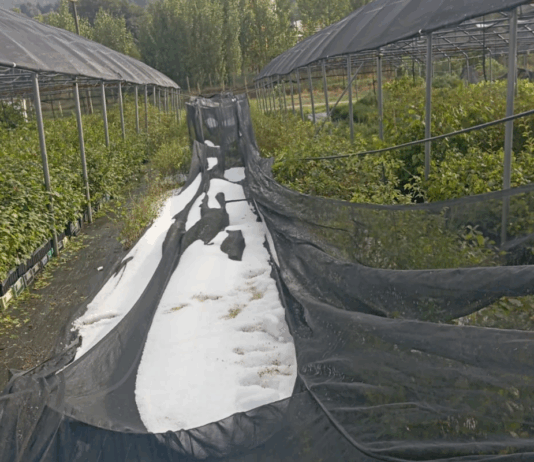 Grandinata sul Reventino, distrutti 40 ettari di colture: Coldiretti accanto agli agricoltori – VIDEO Grandine su Colture