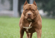 Ventiseienne ai domiciliari, sorpreso fuori casa aizza pitbull contro Carabinieri, ma viene morso dai suoi cani Cane Pitbull
