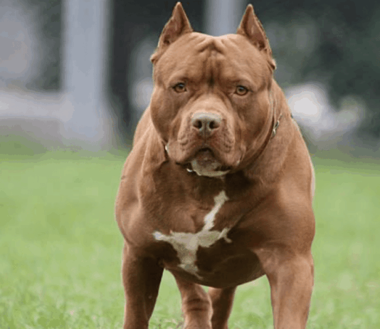 Ventiseienne ai domiciliari, sorpreso fuori casa aizza pitbull contro Carabinieri, ma viene morso dai suoi cani Cane Pitbull