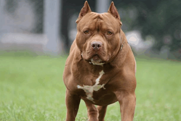 Cane Pitbull