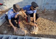 Dal furto di corrente alle tartarughe africane: dentro il “mini zoo” scoperto dai Carabinieri a Gioia Tauro Carabinieri Gioia Tauro - Rinvenimento animali protetti