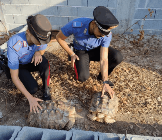 Dal furto di corrente alle tartarughe africane: dentro il “mini zoo” scoperto dai Carabinieri a Gioia Tauro Carabinieri Gioia Tauro - Rinvenimento animali protetti