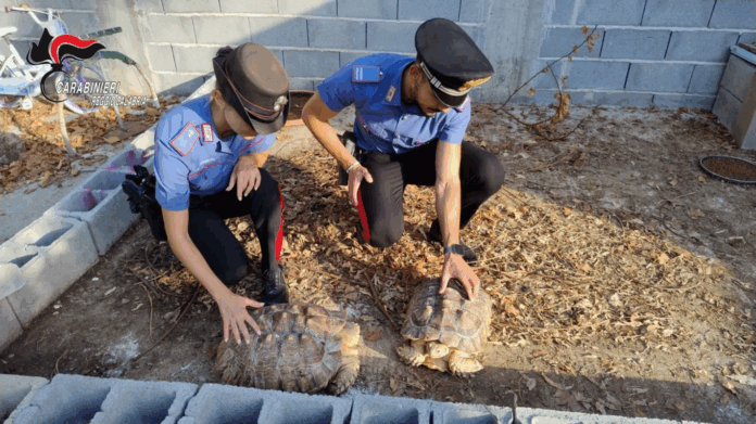 Carabinieri Gioia Tauro - Rinvenimento animali protetti