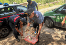 Cardellini in gabbia, scoperto deposito per l’uccellagione a Villa San Giovanni Carabinieri - Nucleo Forestale - Sequestro cardellini
