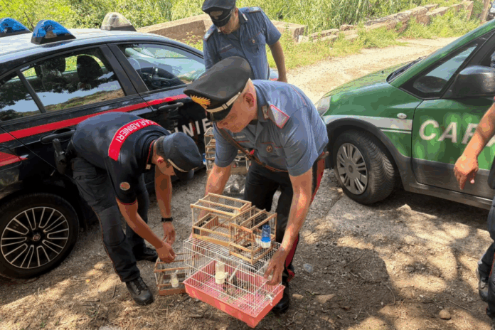 Carabinieri - Nucleo Forestale - Sequestro cardellini