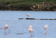 WWF e Rete COPATSS, Saline Joniche al centro del dibattito: natura, cultura e sviluppo sostenibile Osservatorio Ornitologico WWF sul Pantano di Saline