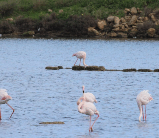WWF e Rete COPATSS, Saline Joniche al centro del dibattito: natura, cultura e sviluppo sostenibile Osservatorio Ornitologico WWF sul Pantano di Saline