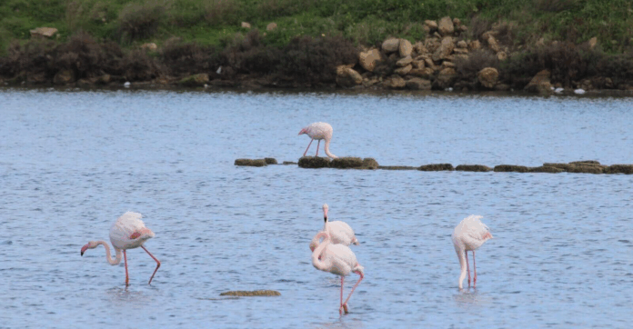 Osservatorio Ornitologico WWF sul Pantano di Saline